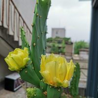 ����ඡ���