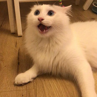 ��Һã����ǻ���һ�����¾�һ���Сè��������ʨ������ʨ��è��