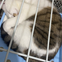 �ɰ�è���������