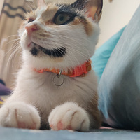 ��˵�è���裬�ɰ�Сè����������������