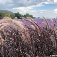 ڵλԱʡУɺȵѽ