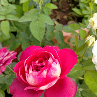�꼾�ﻨ������Ȼ����