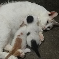 ��ֻ��3���´��è�ܵܣ���ţ�ͻưף�������˴���
