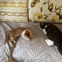 �����´��ٰ�è�����¼�
