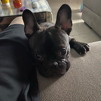 �������ճ�