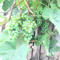 ��԰�����ѳ�����