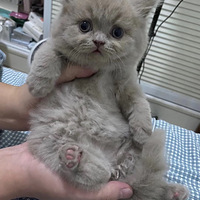 ����Ӣ��Сè