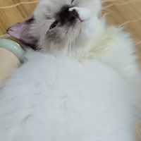 ��èë�Ʒ����