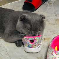 ����Ь��è