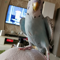 ��û������Ƥ���ĵģ������������ƤƤ