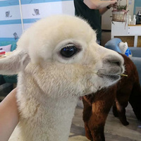 û�·�������һ����Ϲ����