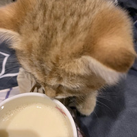 ����û�м����Ҽ���ô̰��è�� ���è�䲻���Ǻܸ������