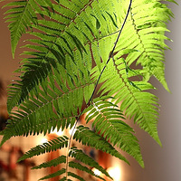 ����ֵ��ëާ����е�С��...