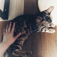 С������̫ϲ��С������