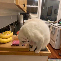 ��Щèèû���� ����������