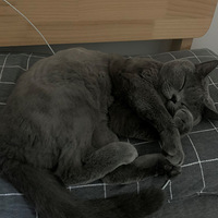 �����˵�Ӧ��զ��ѽ