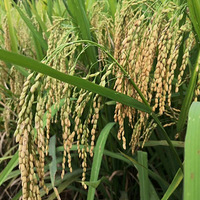 �Ҹ�Ů����һ����������