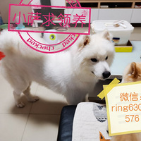 8.17�񵽵�С��������