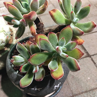 �������Ϧ�������������Լ�һ���˹��ˡ�