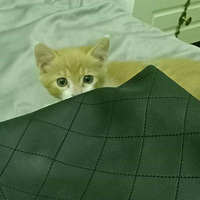 2�����˹������С��è������