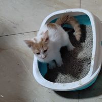 2����С��è��������������ѣ�λ�����������վ