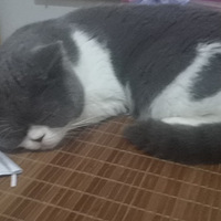 ����ĵ�̢���ֱ�����������������