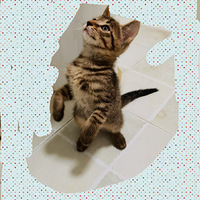 ����èè�Ҳ�ʺ��