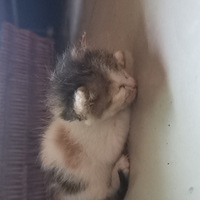 С��è������