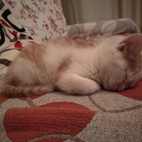 �������ҼҴ��ٵ�ƽ������