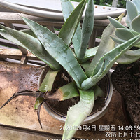 �ҵļ������ֲ��������Ѿ��������16�������ﶬ
