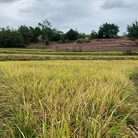 ʽԺزȦ