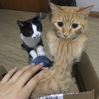 С��è�������������