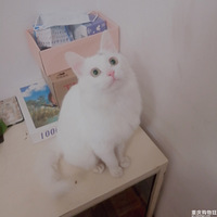 �������һֻС������