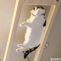 ����һ����è����������