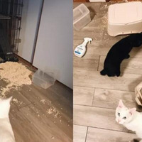 è�䰮���������������˶��Ʒ�è����ֹ�������������