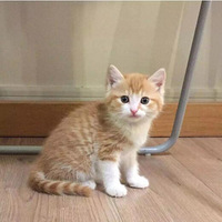 Ů������ֻСè��Ů������һ�����ͬ��ʱ���������������鴫