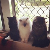 ��è������С����è�����ò��ɿ�����ÿֻ��һ�ź󣬻��������