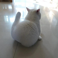 ���ߣ����ǵ�èҲ�����棿������������