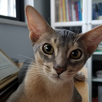 86�갮��������Ů