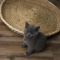 ���С�ɵè��-ëƤ������