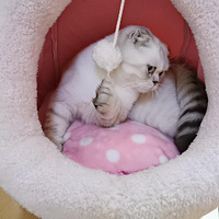 ������ɰ�����Ӣ��DD���ף�Ѱһ��ԵMM