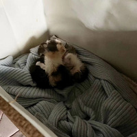 ��һֻ�ճ�����С��è������������ʲô�о���