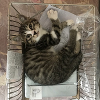 5�����껨����������