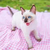 ˫�۰�����èè�ĵ�һ����_д��