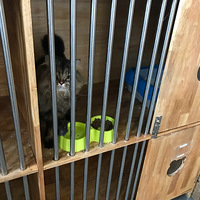 ��è��ȥϴ�裬����һֻ�����˻��б�������è�䣬̫�����ˣ�