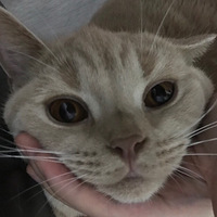 5000��è���챻������˵����èһģһ����