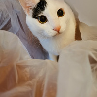 ��è��սʤ���׽�ʯ���ҳ���ιҩ����