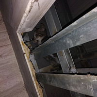 ��һֻ����è��������ֻ��������ֻСè����