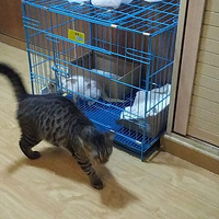 �����ּ���һֻ��ȥ�����ú�