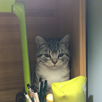 ���̵ܵܣ������������Ŷ(�ѱ�����)